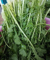 �������ġ�����ɹ�Ĳ˸ɣ�÷�ɲˣ��ϻƹϻƸ𣬳��˸�������