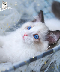 精品繁育中心,余姚慈溪最大猫狗舍,全是一手,一条也批发