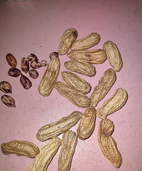 �������ġ����ƻ�����������Ʒ����