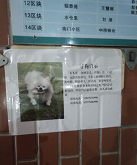 2000找狗