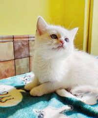 �ؼ�1XXXӢ�㲼żè