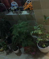 �������õͼ۳���  ������������