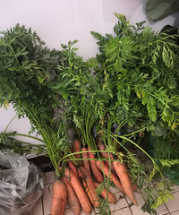 �������ġ�90��˵���ܲ����泤�����۲ˣ��ⲻ����Ĭ