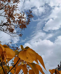 2019ܽ᡿+ԼɣߵñȽϼ