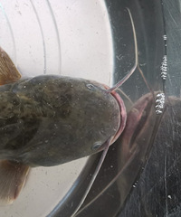 �������ġ����������յ�һ�������㣬һ�����أ�Ұ������