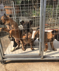 ����Сĸ��ֻ