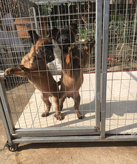 ����Сĸ��ֻ