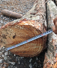 ������ľ׮4һ6��