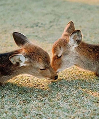 ��ֻС¹����ͣӪҵ�� ������ĥ�����Ӻܿɰ�