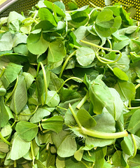 ̨���˰��ԵĲ�ͷ�����