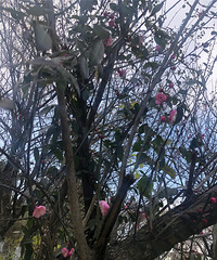 �������ġ�÷�����Կຮ��