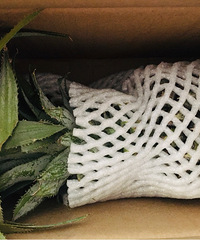 ��ɹ���������Ӫ�������������