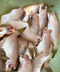 �����˾ͻᰮ�������ٽ���