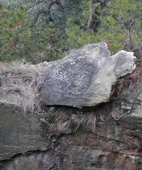 ԬҽҽźףС߻ͷĿѣ