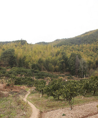 ҲȥˣֻԼɽϣÿһɽͷ