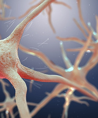 ¥���ھ�С��һ�쵽��������������������˥������ô�죿