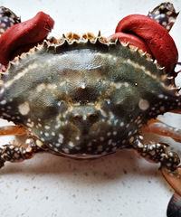 ������ա�����з���Ե��޵���