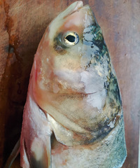 ������ͷ