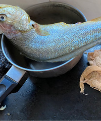 ������ա����մ�»���