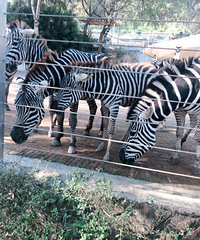 �������δ��������ݶ���԰֮�ã��ĸ�����Ʊ100������