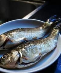 ���˾��飬�̰�ɫ��������������õ㣬���ɫ�ټӣ�