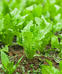 ����̫�����������ũ�塣����Ҫ���ǻ��гԲ�����߲ˣ�