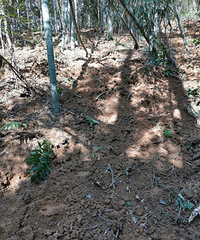 �������ġ�ë��ɽ��ɽ����һ����������Ҳ�ѡ�