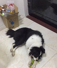 һ��  ĸ ���� ������