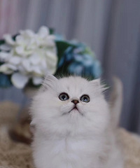 ��Ʒ�������� �������� ���ʿ��� �Ը����