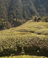 到了山顶没让人失望,倾听大自然的魅力,临观山水鸟语欢歌