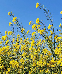 ���ŵ���̤��ȥ��«��ҡҷӭ����