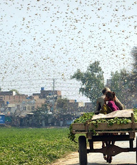 Ѽ�Ӿ��ų������㽭�ɳ�10��ֻѼ��ǰ���ͻ�˹̹���