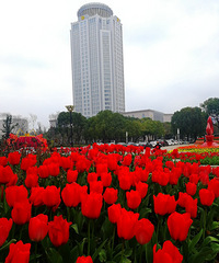 [������]�����㻨��