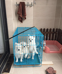 ����С����