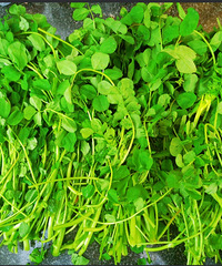 ���ݡ�ͭǮ�ݡ����⣬Сʱ����ζ��