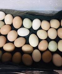 �������ġ���С���ĵ�20�죬���ɻ�û������զ��