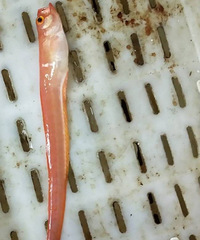 �������ġ�����ʲô�㣿