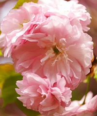 ���ѣ��Ϻ���ӣ�����ˣ������ڸǲ�ס������