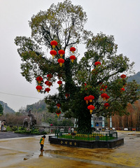 [������]���µ�����ɽ��԰�����ǲݳ�ݺ�ɣ���������