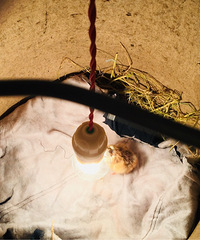 �������ġ���һֻ�ɰ���С���������ˣ����˷�