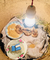 �������ġ�һҹ֮�䣬��Ⱥ�����