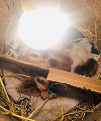 �������ġ��󲿷ֳ����ˣ���ʣ��ֻû�ƿ�