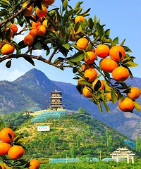 ̨����Щ���µ�Ժ�����й�������