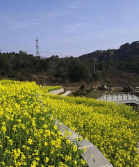 ����ֲ��԰20��Ķ�Ͳ˻�����ʢ����һ��ȥ������~