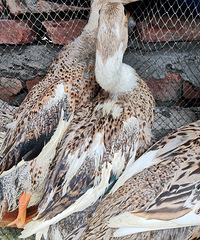 ����̨�����д�2����Ѽ�ӻ