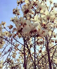 һ���봺���ڼ����ͻ����ѽ��ϵĴ�ɫ�͸���~