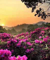 һ���봺���ڼ����ͻ����ѽ��ϵĴ�ɫ�͸���~