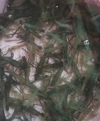 �������ġ��������Ϻ��С����������ˡ�