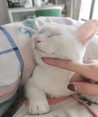 ����Ҽ�è����������� ��������