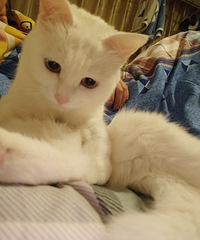 ����Ҽ�è����������� ��������